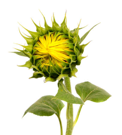 beautiful flower sunflowers on white backgroundの写真素材