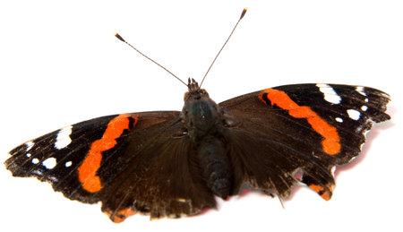 Single monarch butterfly isolated on white backgroundの写真素材