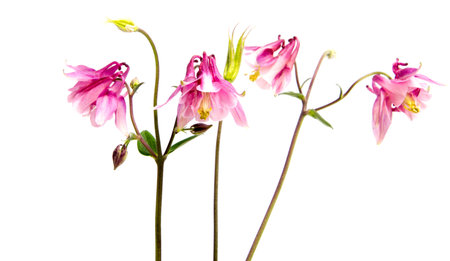 Beautiful daisy flowers isolated on  background の写真素材