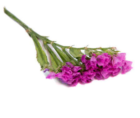 Beautiful daisy flowers isolated on  white  background の写真素材