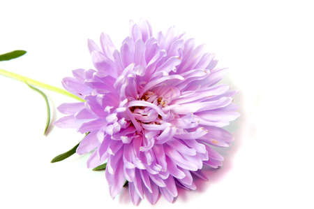Colorful aster flowers isolated on white backgroundの写真素材