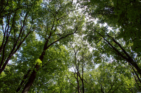 Tree tops are illuminated by the setting sun in forest. Summer time nature. Dark forest. Clear sky...