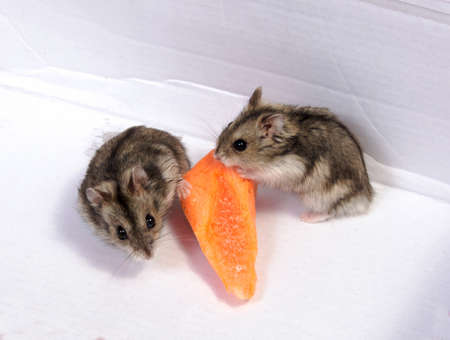 Djungarian hamster in sawdust on white backgroundの写真素材