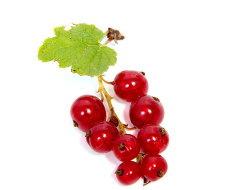 Close up view of red currant berry isolated on white background. A bunch of red currant with small...
