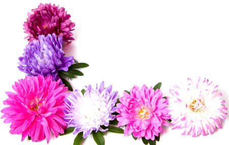 Colorful aster flowers isolated on white backgroundの写真素材