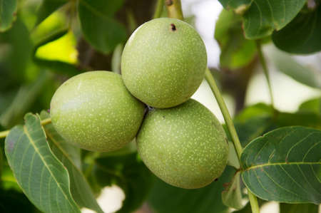 Green walnut yaoung fruits ripening on the tree with leaves, natural agricultural backgroundの写真素材