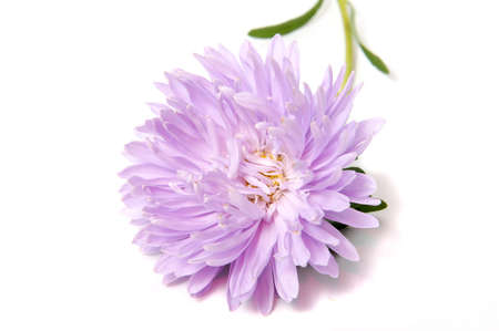 Colorful aster flowers isolated on white backgroundの写真素材