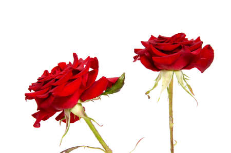 Red rose flower head isolated on white background cutoutの写真素材