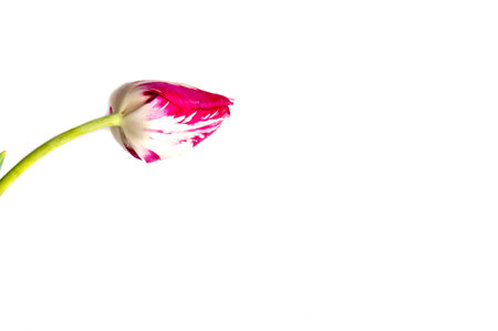 Spring flower tulip. Red tulips isolated on white background