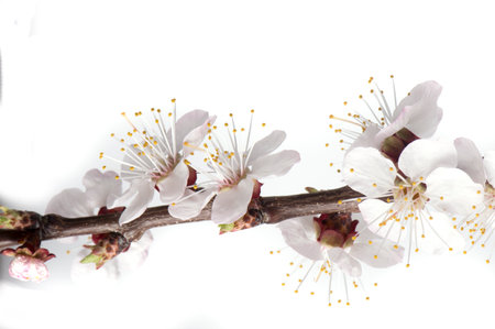 Branch with cherry blossoms Isolated on white background.の写真素材