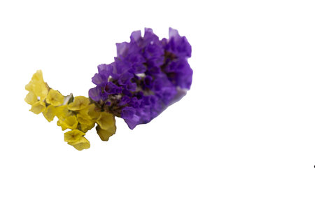 collection of four wild forest flowers isolated on white background,