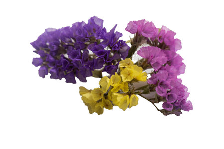 collection of four wild forest flowers isolated on white background,の写真素材