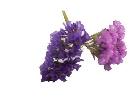 collection of four wild forest flowers isolated on white background,の写真素材