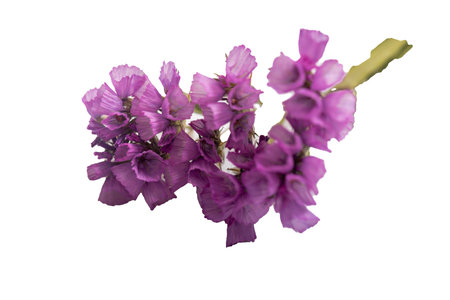 collection of four wild forest flowers isolated on white background,の写真素材