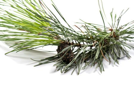 branch of tree isolated on white background,
