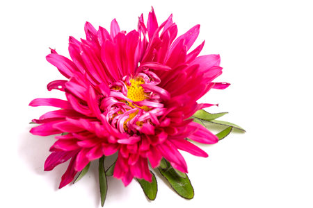 Aster Flower after the Rain Isolated on Whiteの写真素材