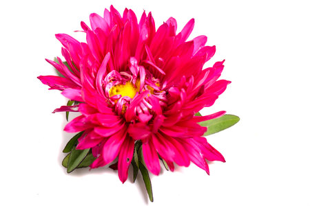 Aster Flower after the Rain Isolated on Whiteの写真素材
