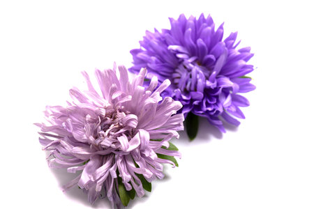 Aster Flower Isolated on Whiteの写真素材
