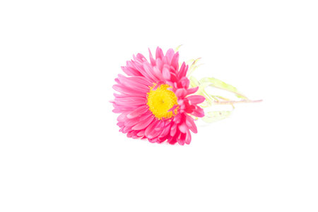 Aster Flower after the Rain Isolated on Whiteの写真素材