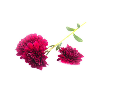 chrysanthemum flower on a long stem on a white backgroundの写真素材