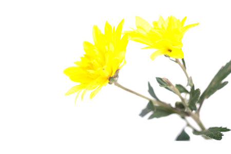 flower on a long stem on a white background is insulatedの写真素材
