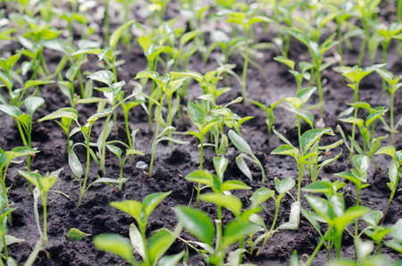 Macro bell peppers plantlets outdoors. Selective focus.の写真素材