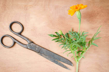 Old vintage scissors, marigold flower and a burlap on wooden background, selective focus, rustic style.の写真素材