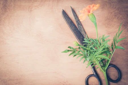 Old vintage scissors, marigold flower and a burlap on wooden background, selective focus, rustic style.の写真素材