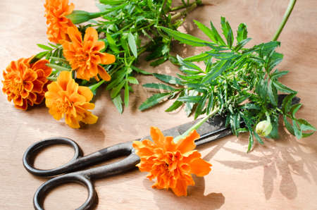 Floristic background with old vintage scissors and marigold flower on wooden background, selective focus, rustic style.の写真素材