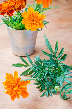 Floristic background with marigold flower on wooden background, selective focus, rustic style.の写真素材
