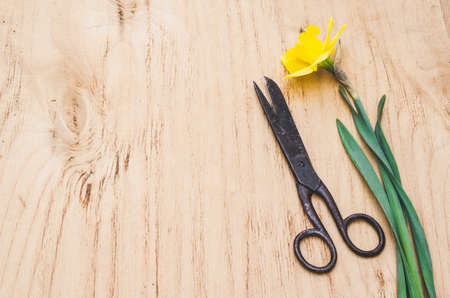 Vintage floristic background, yellow narcissus and antique scissors on an old wooden table. Selective Focus.の写真素材