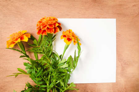Empty Paper Sheet With Flowers Marigold on Rustic Wooden Background. Top View. Copy Space for Text. Flat Lay Style.の写真素材
