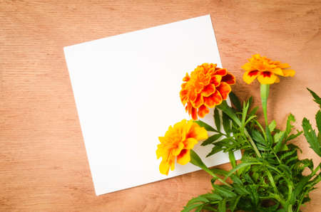 Empty Paper Sheet With Flowers Marigold on Rustic Wooden Background. Top View. Copy Space for Text. Flat Lay Style.の写真素材