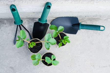 Strawberry Plants and Seedlings With Gardening Tools. Concept Gardening and Agriculture. Selective Focus.の写真素材