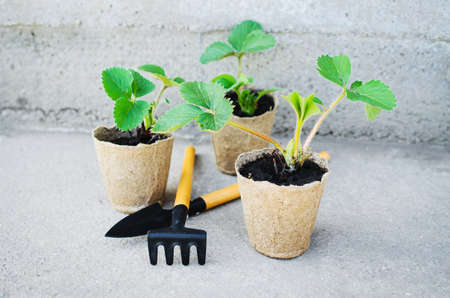 Strawberry Plants and Seedlings With Gardening Tools. Concept Gardening and Agriculture. Selective Focus.の写真素材