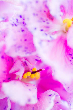 The Texture of Beautiful Flower Close Up. Pink and Violet Saintpaulia. Selective Focus.の写真素材