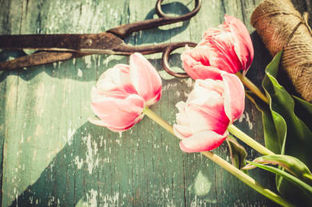 Bouquet of tulips, scissors and twine on an old vintage wooden board.の写真素材