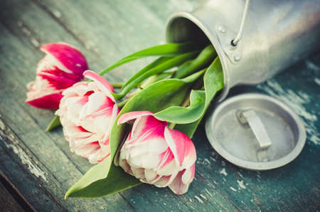 Cottage life, bouquet of tulips in an aluminum can on an old vintage wooden board.の写真素材