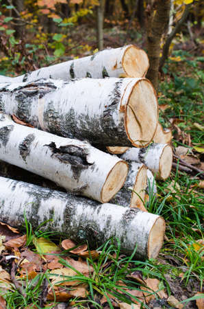 Heap of birch logs in the forest among the grass and colorful fallen leaves. Golden autumn.の写真素材