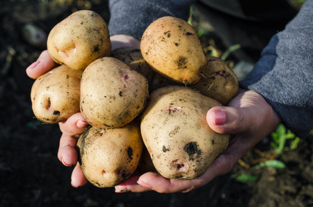 Harvest ecological potatoes in in farmer's hands. The farmer holds in his hands a bunch of potatoes...