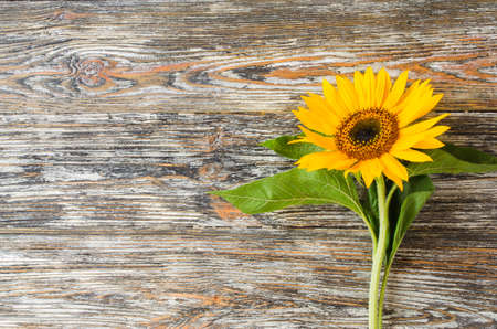 Autumn background with a yellow sunflower on vintage textured wooden table. Space for text. Top view, flat lay.の写真素材