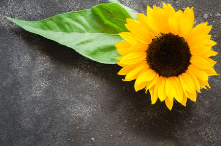 Autumn background with a yellow sunflower on dark concrete. Space for text. Top view, flat lay.の写真素材