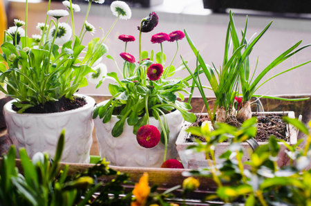 Flower pots for small garden, patio or terrace. Seedlings of spring beautiful flowers in a wooden...