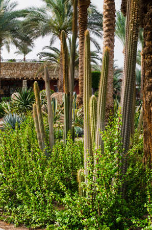 Well-groomed park area with palm trees. Design with cacti and palm trees. Summer timeの写真素材