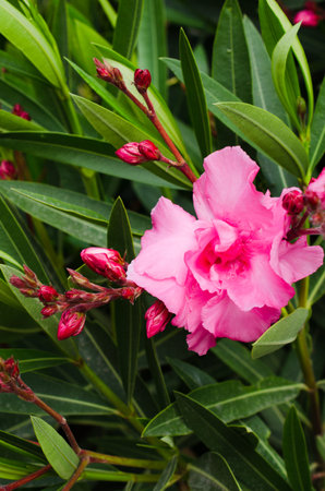 Pink blooming Nerium oleander in the garden in sunny day.