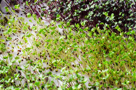 Mixed micro greens is grown at home. Healthy and fresh micro greens sprouts closeup. Healthy eating...