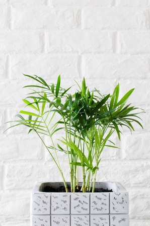 Beautiful potted plant Chamaedorea elegans near white brick wall.の写真素材