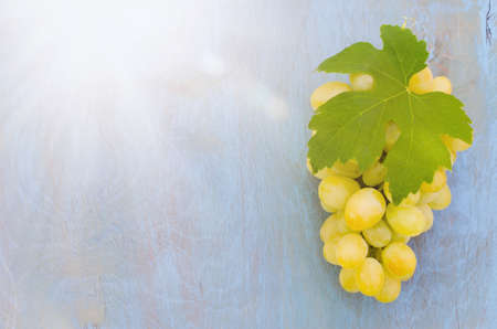 Bunch of white grapes with green leaf on blue background. Natural, bio, organic, eco grapes. Organic gardening. Selective focus.の写真素材