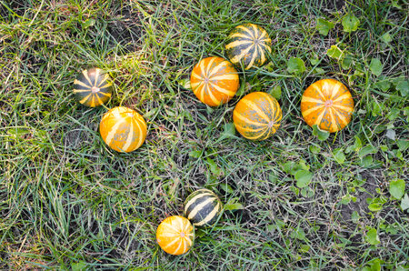 Small decorative pumpkins scattered on grass. Country scene for thanksgiving or Halloween. Autumn...