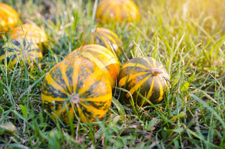 Small decorative pumpkins scattered on grass. Country scene for thanksgiving or Halloween. Autumn time.の写真素材